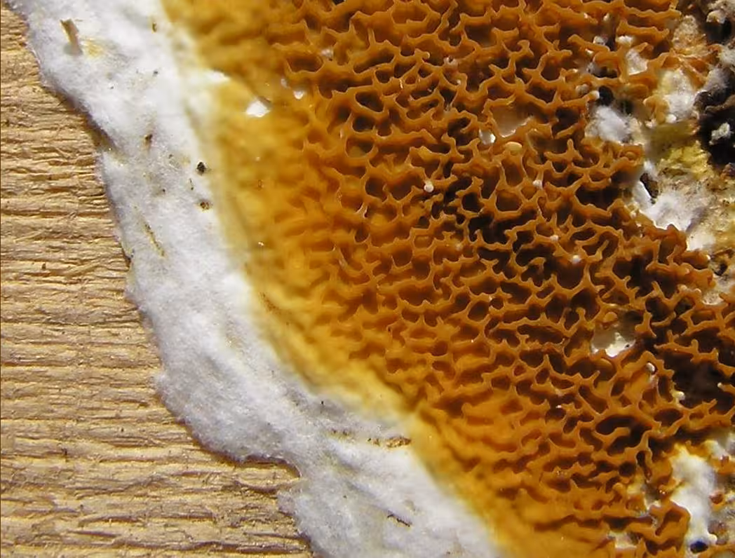 Formation Diagnostic mérules